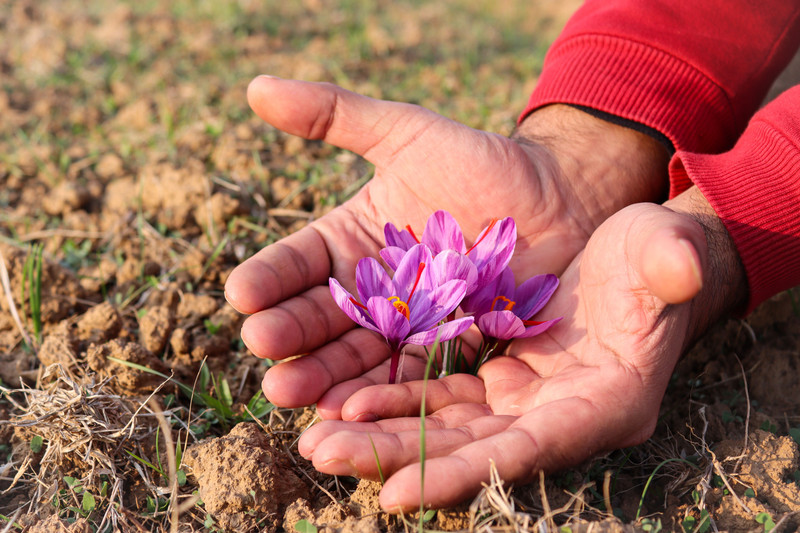 Kashmiri Saffron