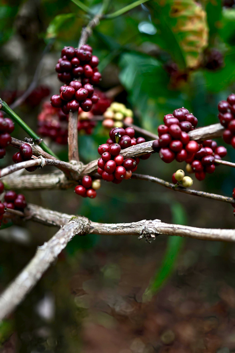 Coorg Filter Coffee