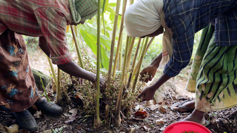 Green Cardamom, 8 mm